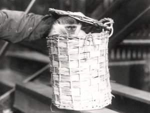Un singe dans un panier au zoo de Londres, décembre 1922 - Frederick William Bond
